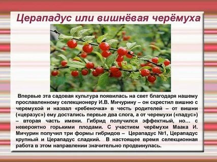 Какое значение имеет яркая окраска плодов черемухи
