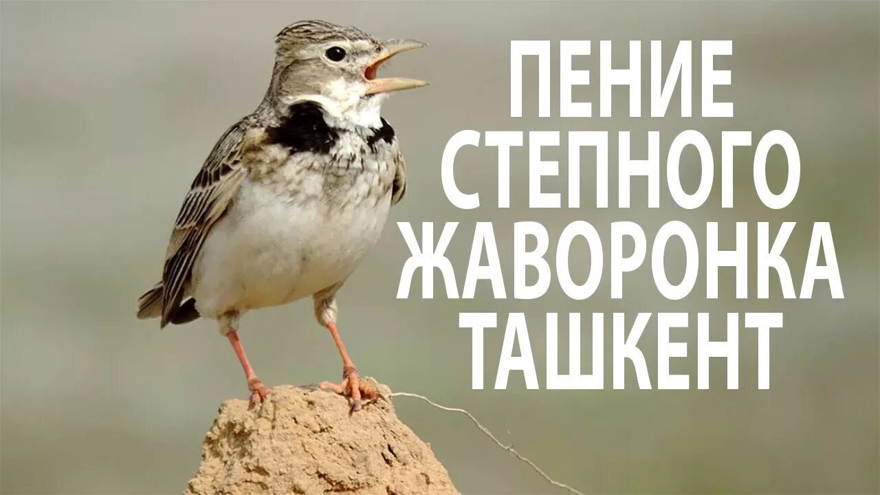 Жаворонок звук. Пение жаворонка слушать. Жаворонок желторотик. Звончке жаворонка пение. Звонче жаворонка пение слушать.