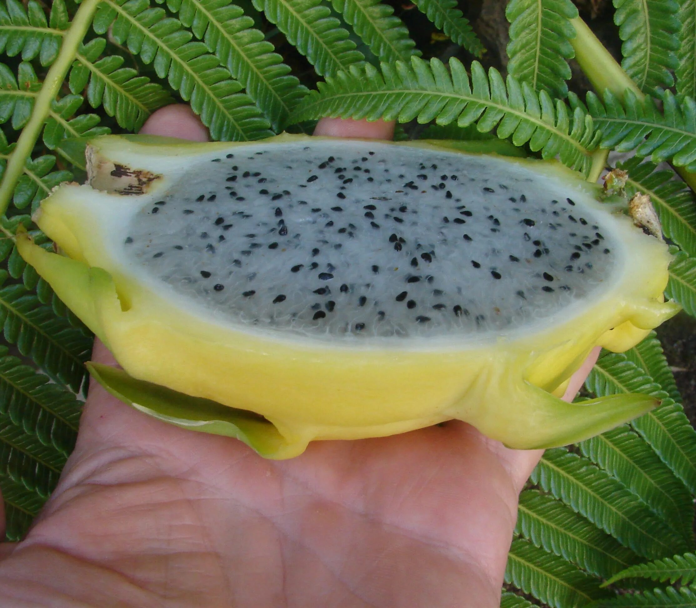 Питахайя всходы. Питахайя росток. Голубая питахайя. Питахайя из семян. Кактус питахайя.