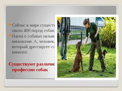 Человек любящий собак как называется