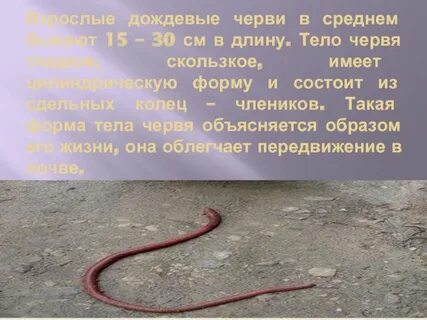 Черви описать