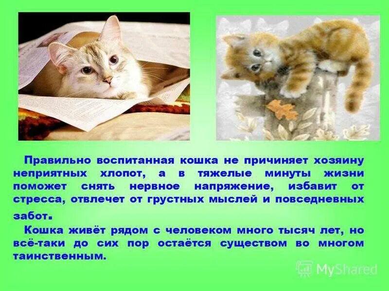 Можно ли бить кошек