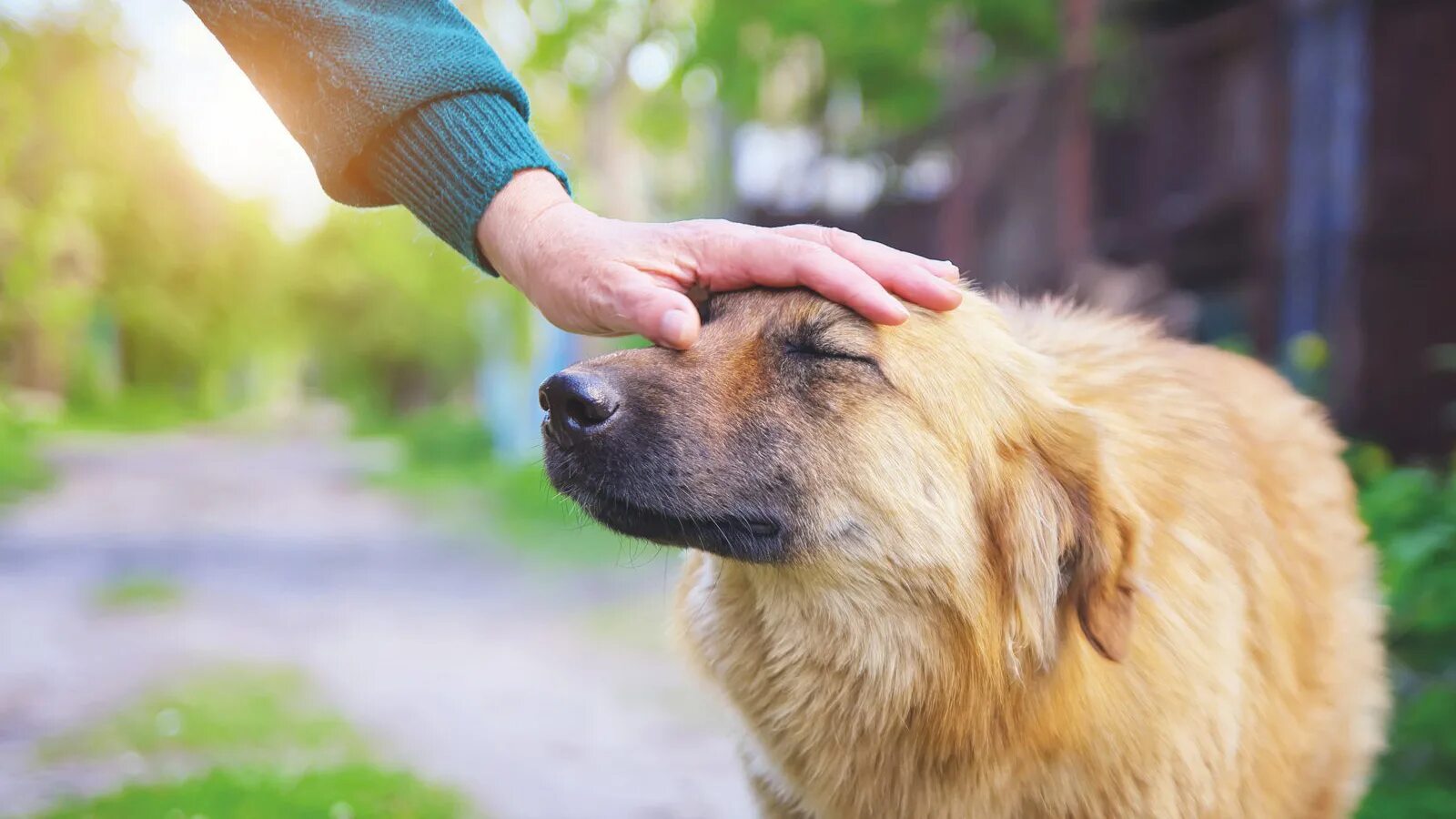 My pet dog has a. Гладит собаку. Собаку гладяттпо голове. Человек гладит собаку. Собаку гладят по голове.