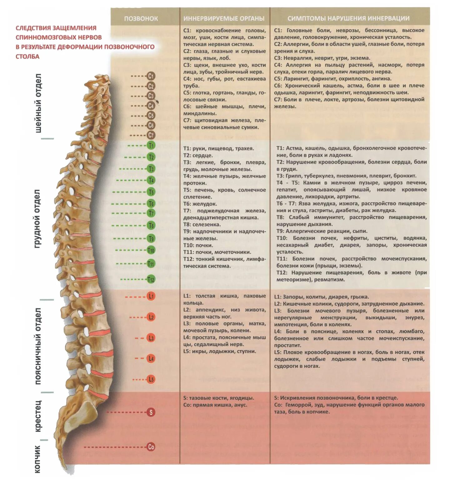 Позвонки грудного отдела. Схема пояснично-крестцового отдела позвоночника. Нумерация позвонков в позвоночнике. Нумерация позвонков грудного отдела. Иннервация поясничного отдела позвоночника.