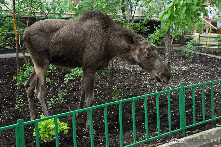 Лосиная ферма Лосиный остров. Парк Сокольники лоси. Лоси в Москве. Лоси на Лосином острове в Москве. 4 лося в москве