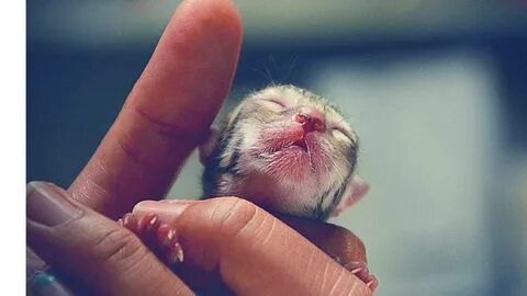 Котенок мало ест но активный