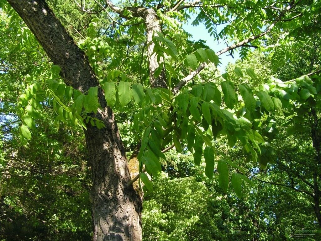 какие деревья приморского края