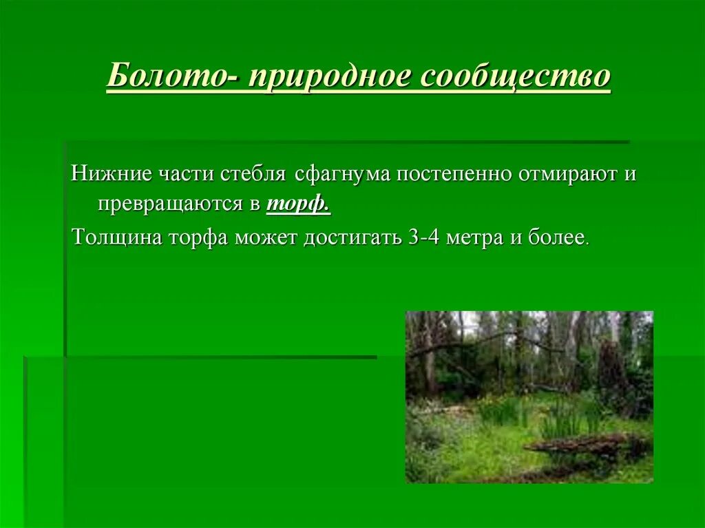 Неустойчивое растительное сообщество. Природное сообщество болото. Болто природное сообществ. Презентация природные сообщества болото. Сообщество болото презентация.