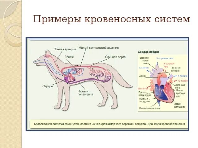 Органы животных 6 класс