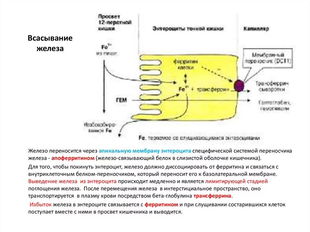 Всасывание железа в кишечнике схема. Механизм всасывания в энтероцит. Активатором всасывания негемового железа. Активаторы всасывания железа кислота.