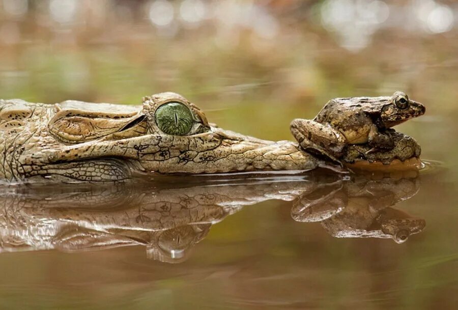 Крокодилы и лягушки какие животные. Лягушка крокодил жаба пресмыкающиеся. Крокодил и лягушка. Красивый крокодил. Крокодил и жаба.