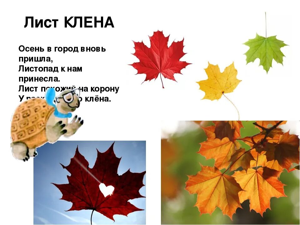 Составьте предложения у вдоль в клены