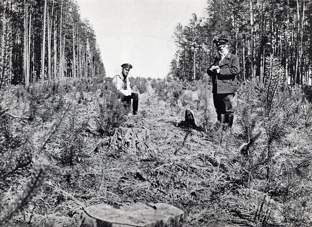 Игра лесник. Рассказы лесничих. Рассказы лесничих. Игра лесник. Рассказы лесничих.