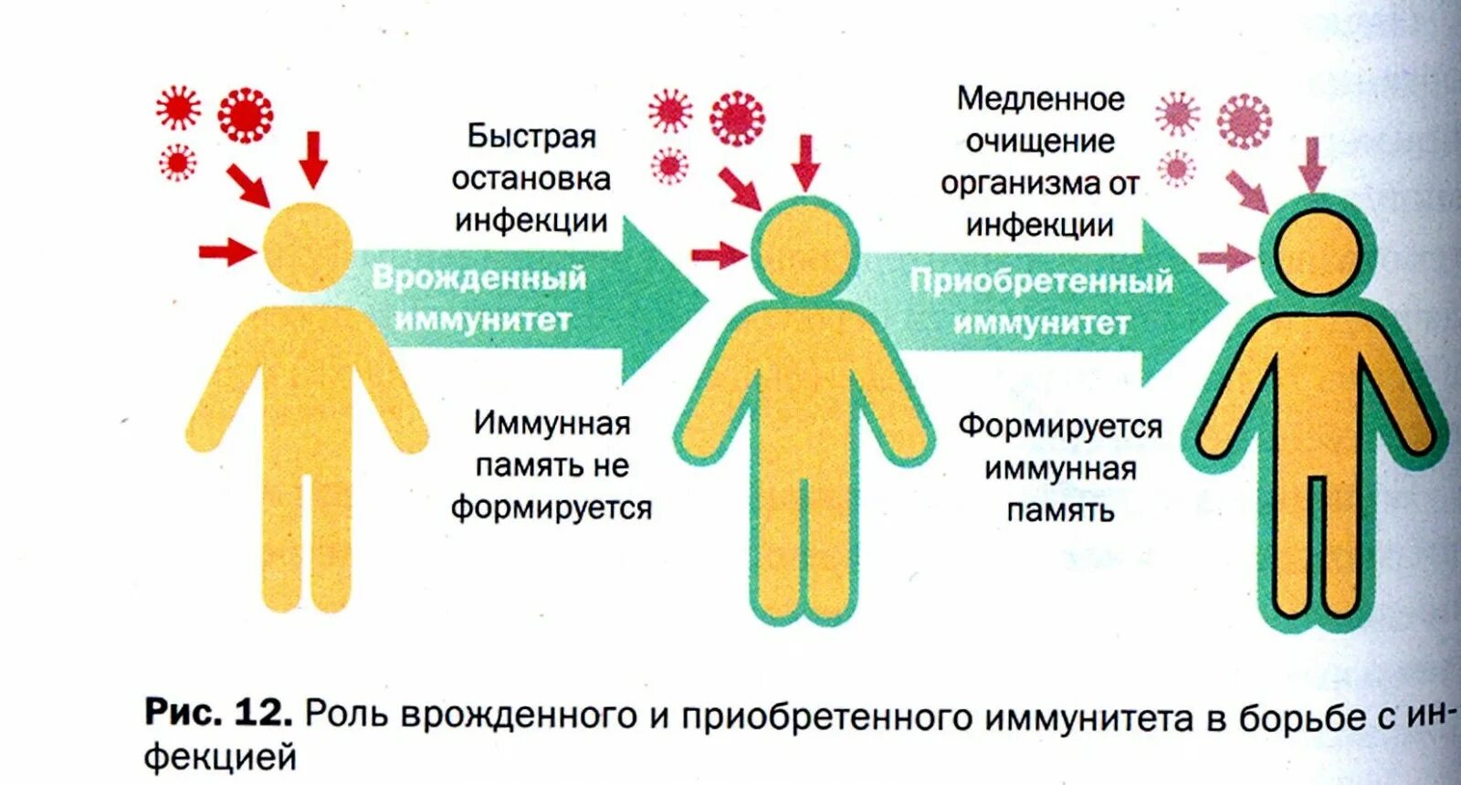 Роль иммунитета врожденного и приобретенного. Иммунная система врожденный и приобретенный. Защита от инфекций. Иммунитет бывает врожденный и приобретенный.