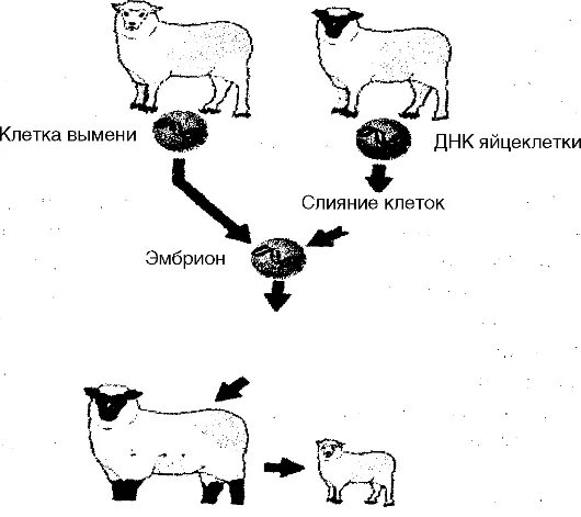 Пересадка ядер клеток эмбрионов. Схема трансплантации эмбрионов крупного рогатого скота.. Схема клонирования. Трансплантация эмбрионов схема. Клонирование животных схема.