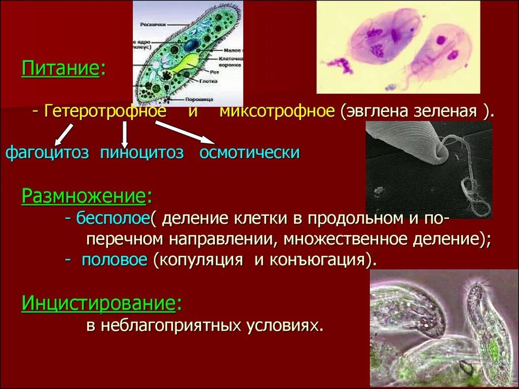 Гетеротрофное питание эвглены зеленой. Питание эвглены зеленой. Эвглена зеленая питание фагоцитоз. Простейшие паразиты. Гетеротрофное питание клеток