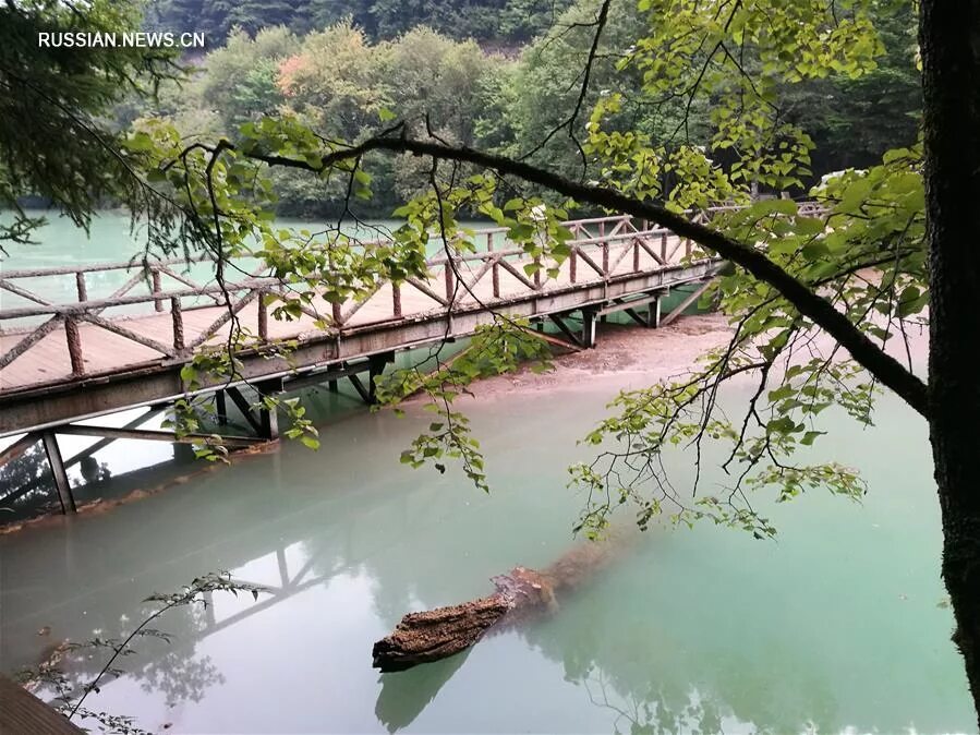 Озеро хаоян в китае фото Удивительной красоты лес из воды в парке водно-болотных угодий в Ухане привлекае