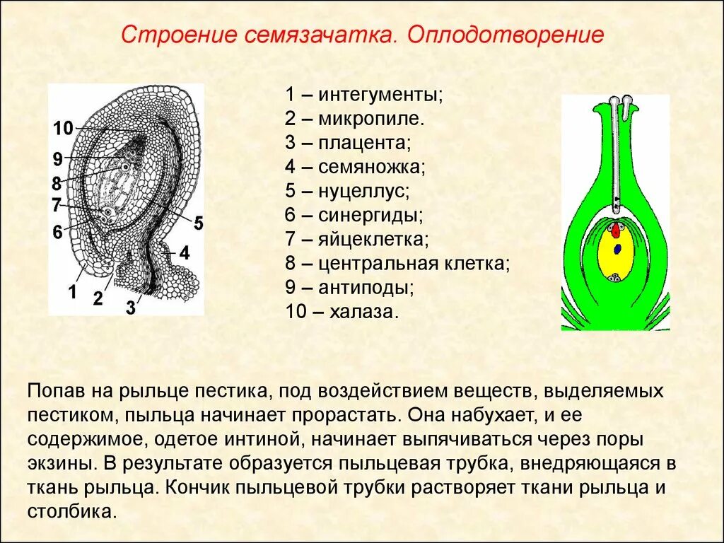 Как изменится количество семязачатков. Нуцеллус семяпочки. Строение пестика семяпочка. Строение семязачатка цветковых растений. Строение семяпочки цветковых- рис.