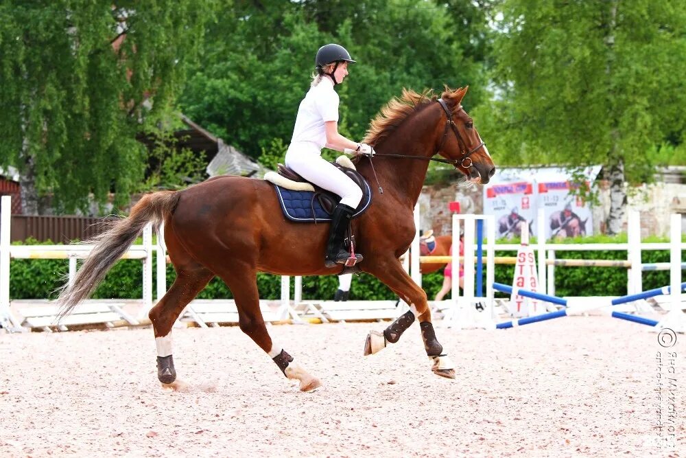 конный магазин петербург. конный клуб форсайт санкт-петербург. конный магазин. конный магазин петербург. конные магазины в санкт-петербурге адреса.