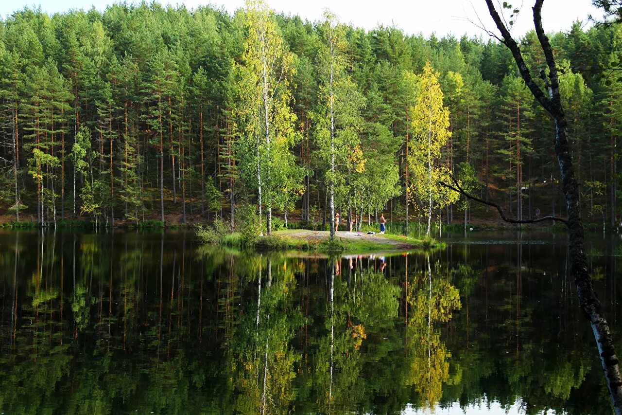 Природа ценность россии. Лесное озеро в Ленинградской области. Сосновый лес карельского перешейка. Карельский перешеек Семиозерье. Лесное озеро Карелия.