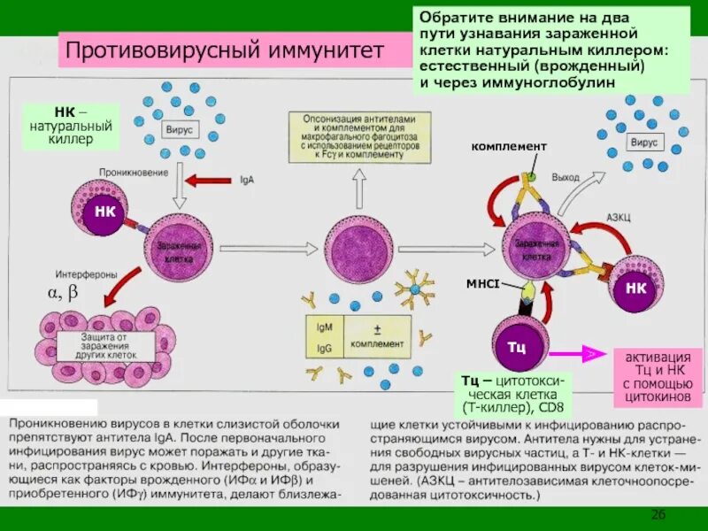 Механизмы противовирусного иммунитета схема. Схема противовирусного иммунного ответа. Противовирусный иммунитет схема. Иммунитет при вирусных инфекциях иммунология.