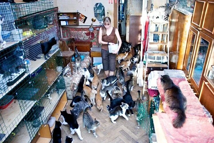 Приют для кошек в москве отдать. Котохаус приют спб. кошачий приют для кошек в москве. кошачий приют в кирове. кошачий приют в подмосковье.