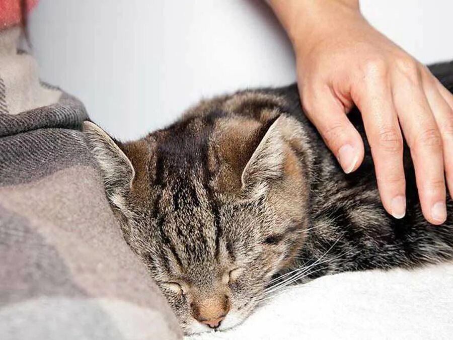 Как лечить простуду у кота. Как лечить простуду у кота