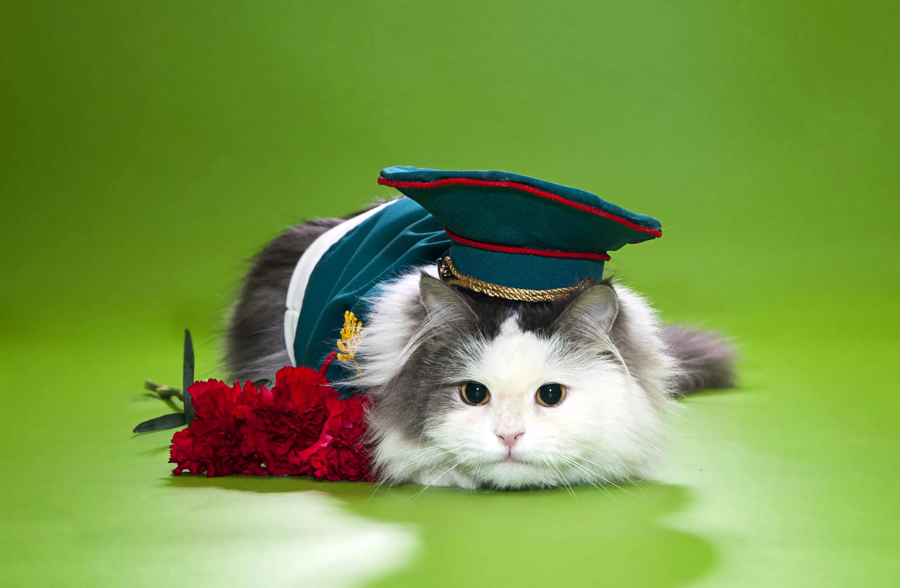 С днем победы кошки