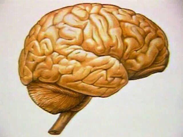 Оттек мозга. Мозг новорожденного и взрослого. Отёк головного мозга у детей. Головной мозг новорожденного и взрослого.