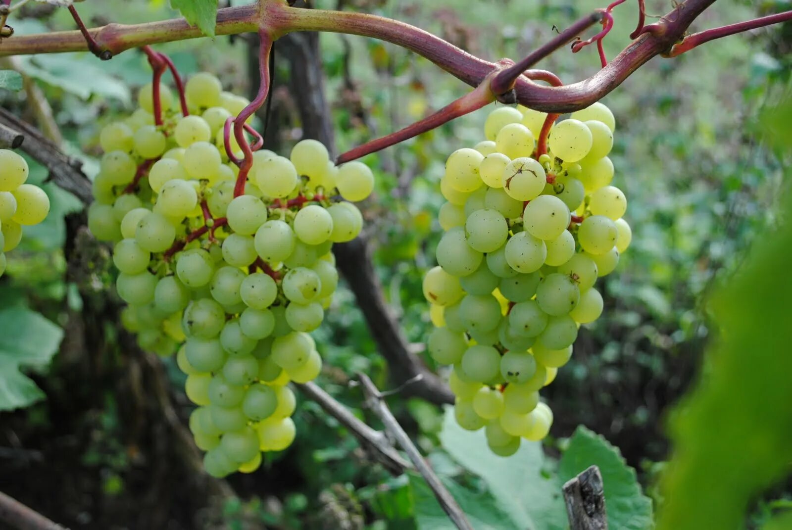 Самый ранний виноград. Виорика сорт винограда.