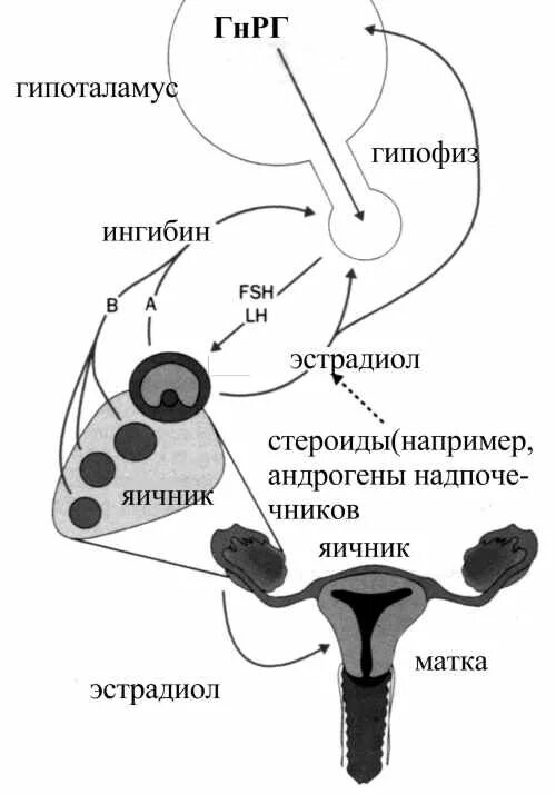 Физиологическая активность гонад. Функциональная ось гипоталамус-гипофиз-гонады. ось гипофиз-гипоталамус-яичники. гипоталамо-гипофизарно-яичниковая система. схема регуляции яичников.
