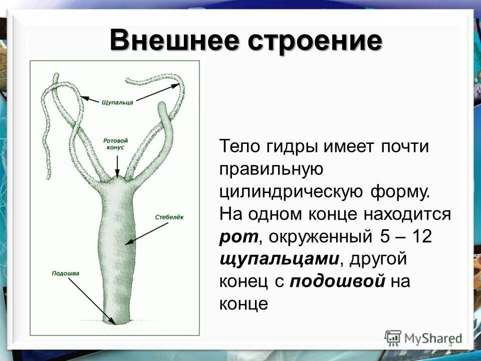 внешнее строение гидры биология. тип кишечнополостные внутреннее строение гидры. внешнее строение гидры биология. внешнее строение гидры биология. внешнее строение гидры биология.