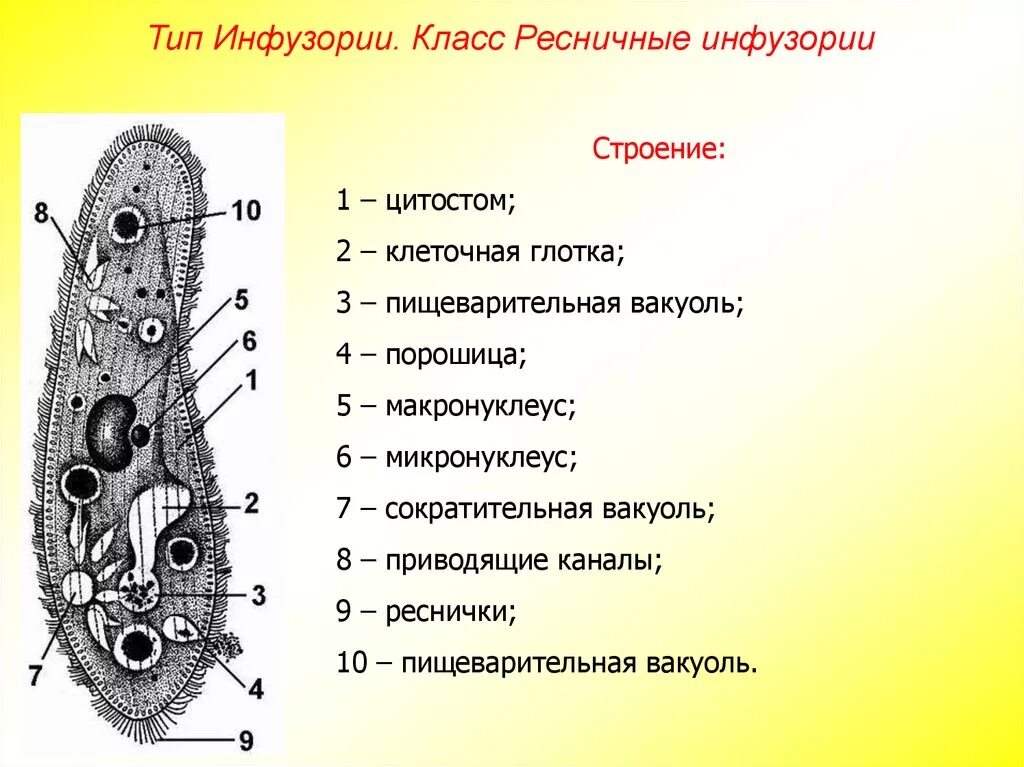 Строение типа простейшие. Ресничные инфузории строение. Инфузория строение Тип простейшие. Класс Ресничные инфузории строение. Тип инфузории строение.