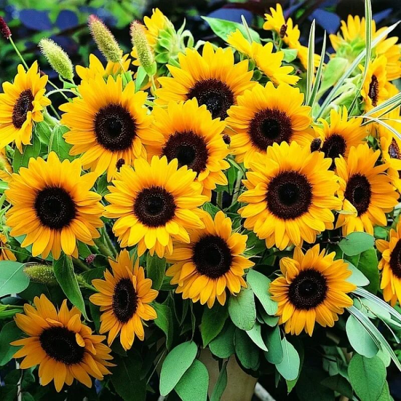 Подсолнечник санспот гавриш. Подсолнечник карликовый мисс саншайн. Подсолнечник однолетний декоративный стромболи оранж f1. Гелиантус цветок однолетний. Подсолнечник санспот.