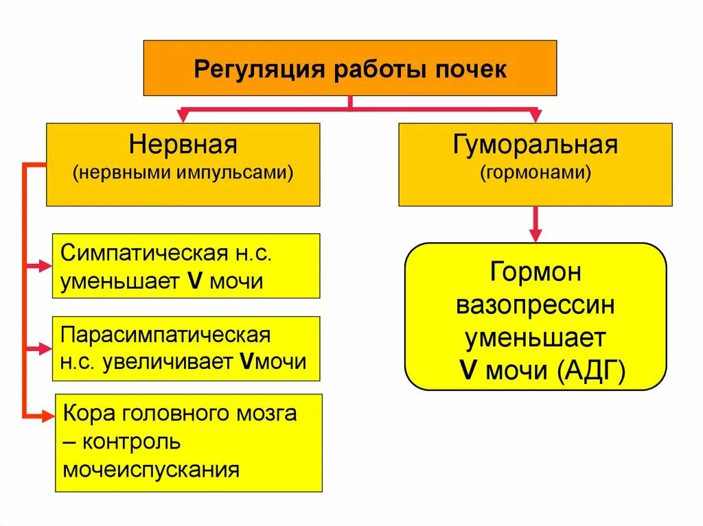 Гуморальная регуляция работы почек. Схема работы почек. Нервная регуляция деятельности почек. Нервная и гуморальная регуляция мочеобразования.