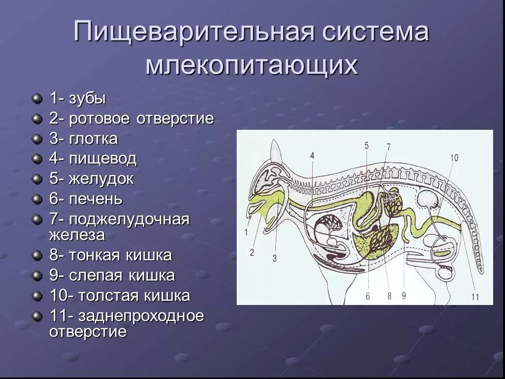 У кого из млекопитающих нет желудка. Пищеварительный тракт млекопитающих схема. Внутреннее строение млекопитающих 7 класс пищеварительная система. Пищеварительная система млекопитающих схема биология 7 класс. Пищеварение млекопитающих, биология 7 класс.