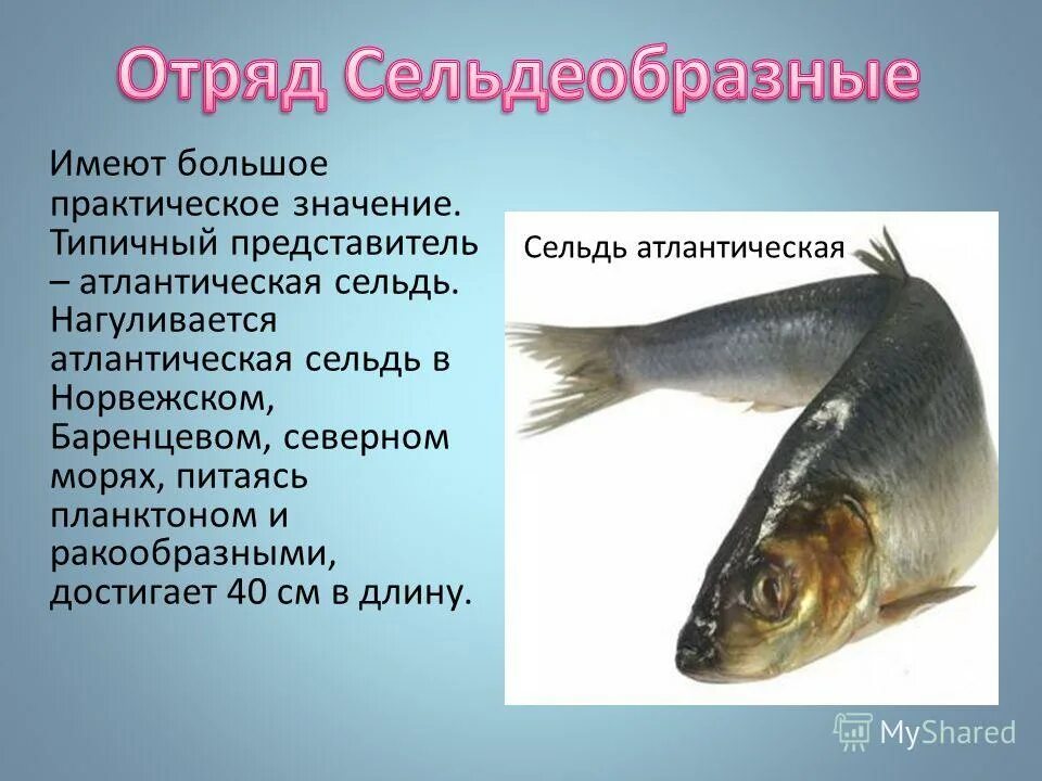 Рыбы отряда сельдеобразные. Сельдеобразные рыбы представители. Отряд сельдеобразные представители. Сельдеобразные представители. Рыбы отряда сельдеобразные.