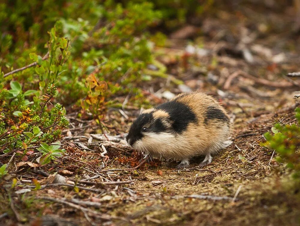 амурский лемминг. лемминг в норвегии. сибирский лемминг lemmus sibiricus. амурский лемминг. северный лемминг.