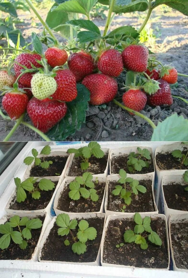 Клубника ремонтантная семена сорт тристар. Земляника пикировка рассады. Пикирование рассады клубники. Всходы рассады клубники. Когда сажать землянику на рассаду.
