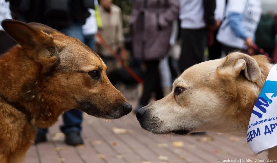 Выставка бездомных животных. Выставка бездомных животных. Бездомные животные и волонтеры. Выставка бездомных собак. Фотовыставка с бездомными собаками.