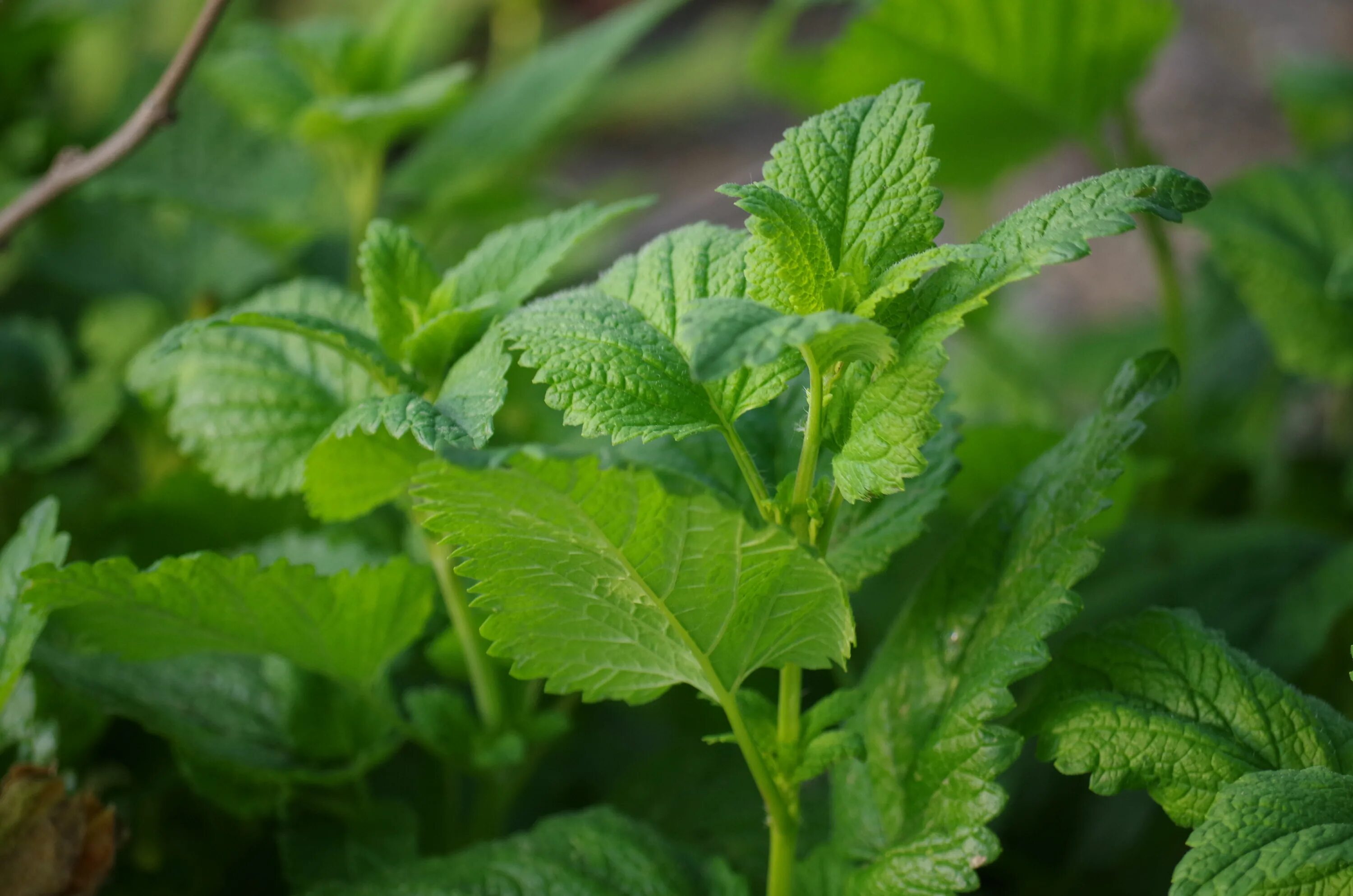 Эфирное масло мелиссы. Мята перечная чай. Мелиссу на ночь можно. Мелисса мята лимонная. Мелисса перечная.