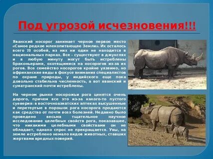 Орел и носорог среда обитания