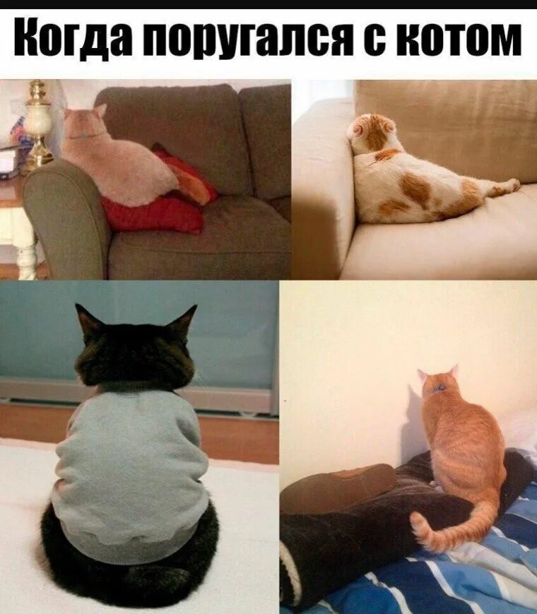 Котэ сборник 2023. Смешной кот с подписью. Смешные Котыс подписчми. Мемы с котом. Коты приколы с подписями.