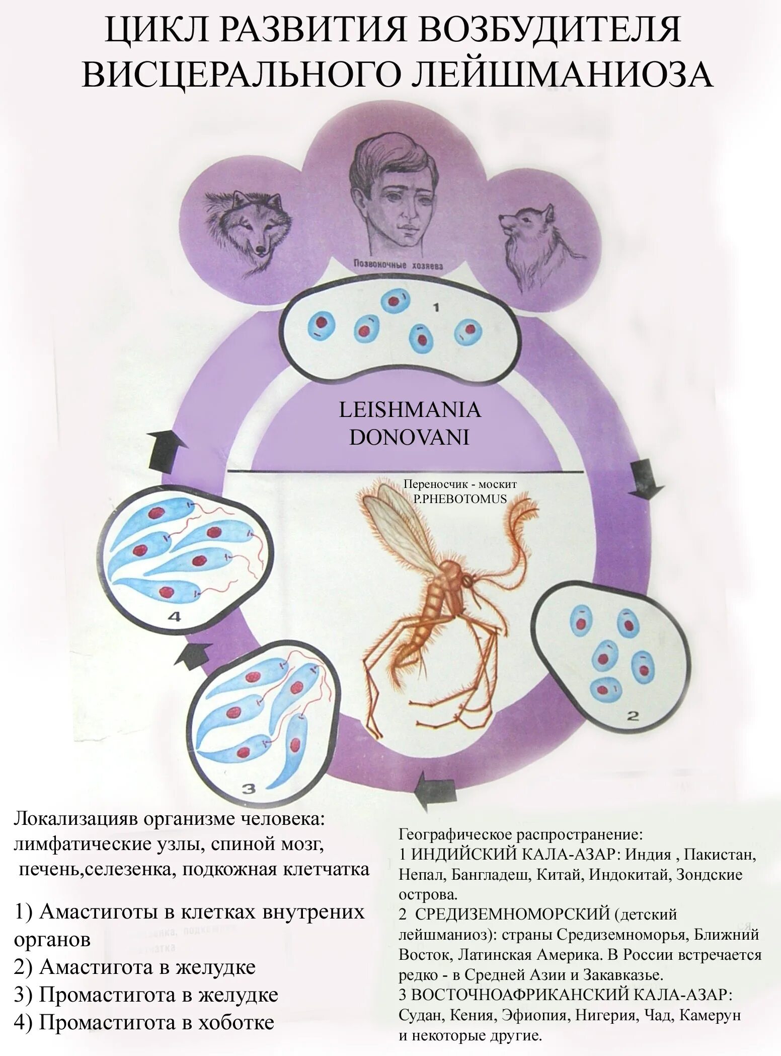 Жизненный цикл возбудителя. Цикл развития возбудителя висцерального лейшманиоза. Цикл развития лейшмании схема. Лейшмания Доновани жизненный цикл. Лейшманиоз жизненный цикл.