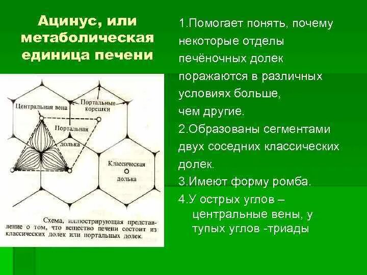 Портальная долька и ацинус печени. Схема строения печеночной дольки. Печеночная долька портальная долька ацинус. Портальная долька и ацинус печени. Портальная долька и ацинус печени.