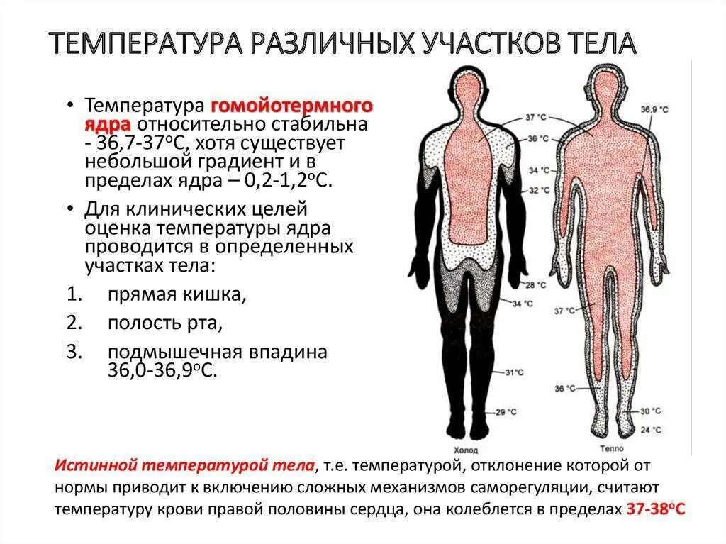 Сильное снижение температуры. Температура тела человека внутри организма. Нормальная температура тела внутри человека. Температура больного человека. Причины изменения температуры тела человека»..
