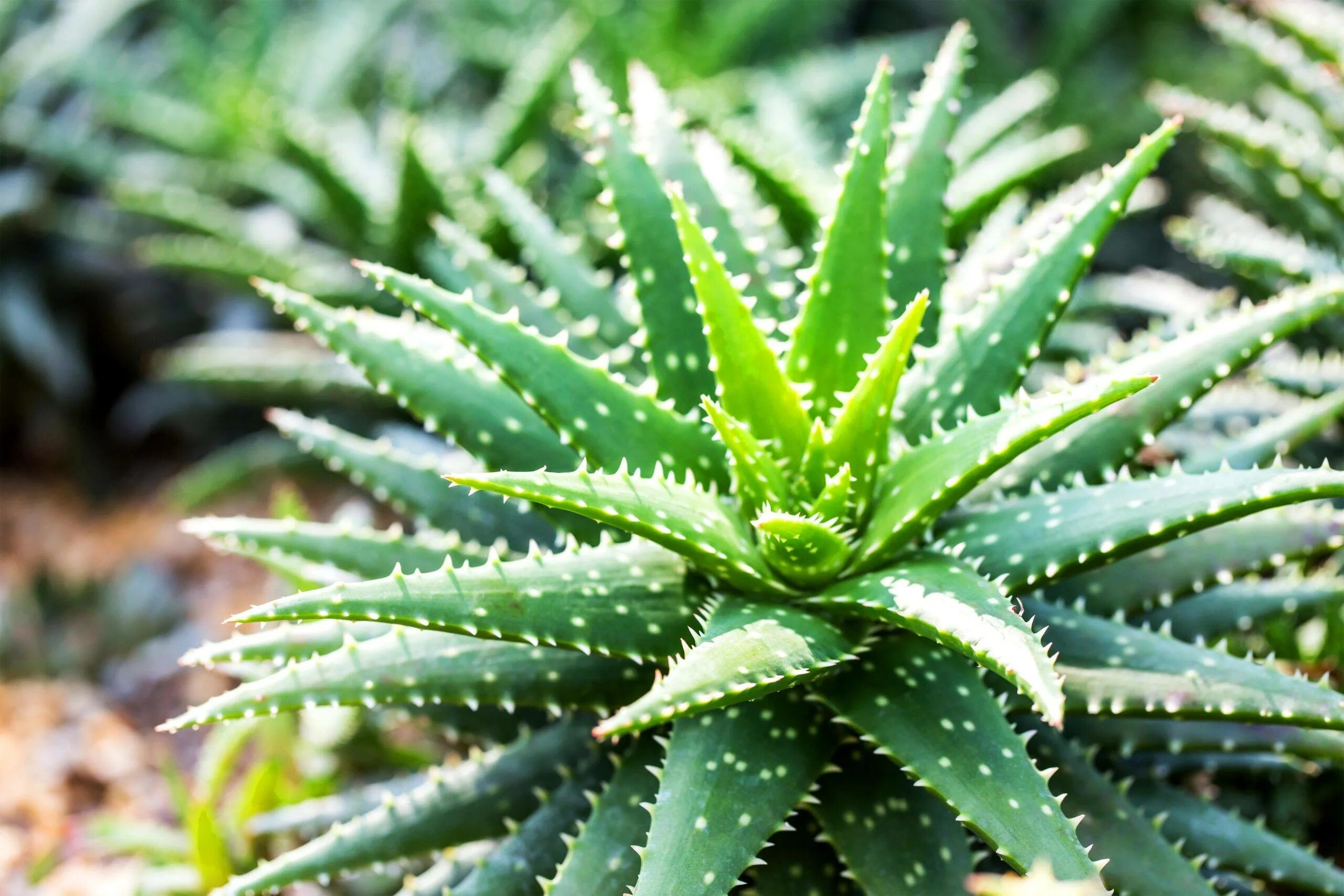 Загадка про алоэ для детей. Алоэ вера цветок столетник. Видоизменение побега алоэ вера. Алоэ форма листьев. Алоэ вера семейство асфоделовые.