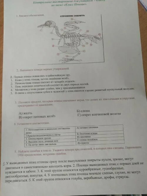 Биология 8 класс тест птицы с ответами. Контрольная работа по биологии 7 класс птицы. Проверочная работа по биологии 8 класс птицы. Класс птицы 7 класс биология тест. Биология 7 класс класс птицы тесты с ответами.