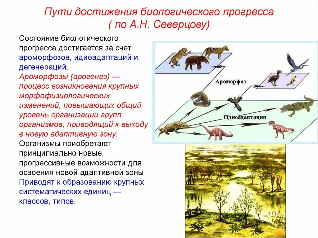 Крупные изменения в эволюции. Биологический Прогресс ароморфоз идиоадаптация дегенерация. Пути достижения биологического прогресса. Северцов пути достижения биологического прогресса. Направления и пути эволюции по Северцову.