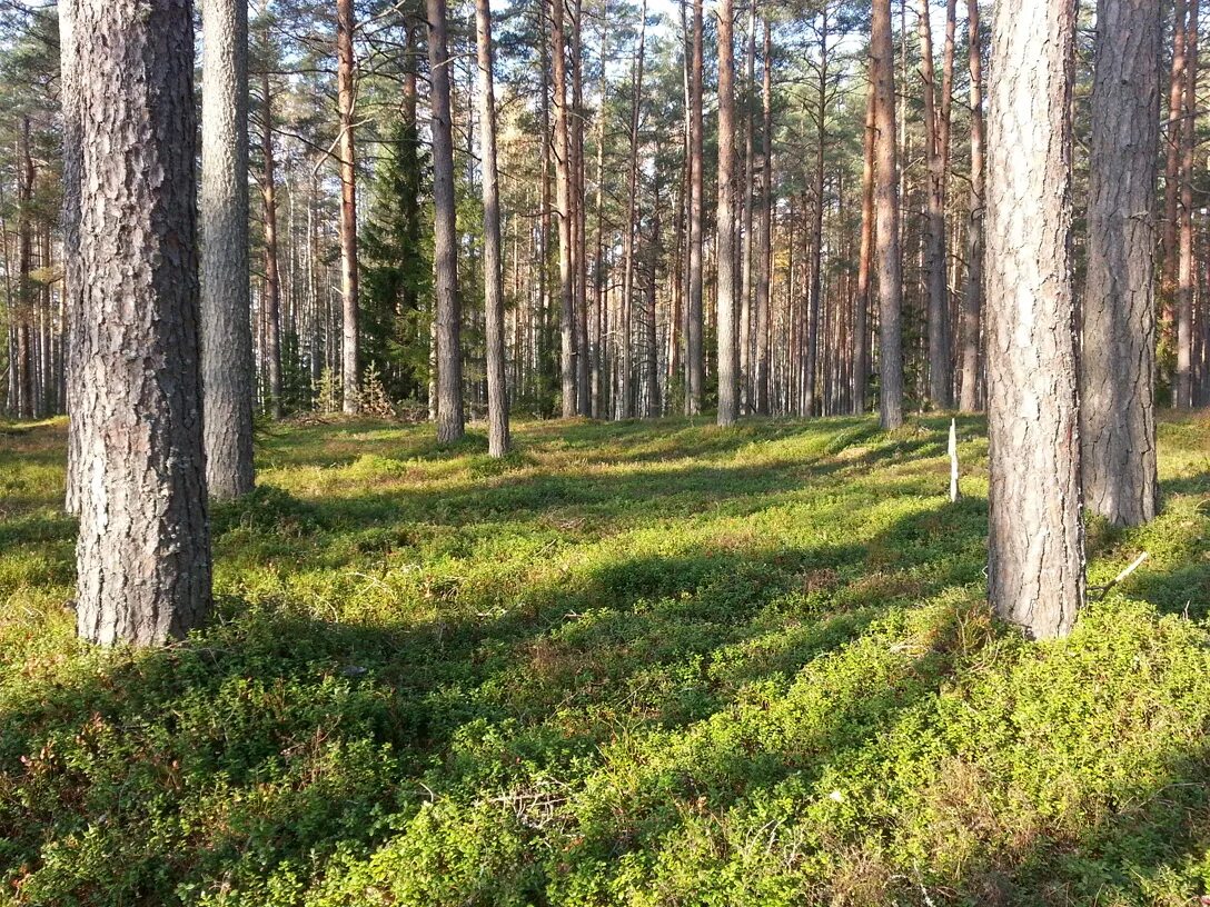 Ельник черничник. Лес сосняк брусничник. Сосновый Бор черничник. Сосняк брусничник, сосняк черничник. Лес сосняк черничник.